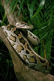 Pythons: Indian Rock Python