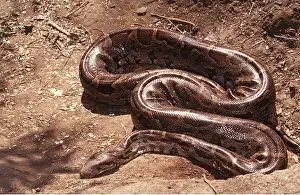 Python: INDIAN ROCK PYTHON