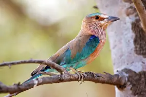 Benghalensis: Indian Roller