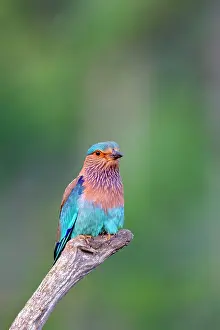Benghalensis: Indian Roller