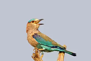 Benghalensis: Indian Roller