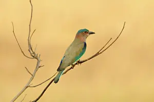 Madhya: Indian Roller
