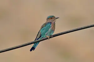 Coracias: Indian Roller