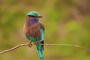 Zone: Indian roller