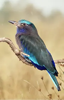 Roller: INDIAN ROLLER BIRD