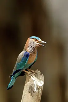 Benghalensis: Indian Roller - calling from post
