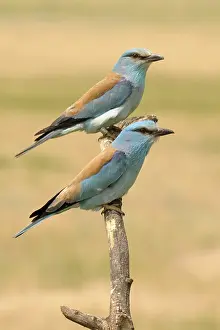 Roller: Indian Roller (Coracias benghalensis) couple pe
