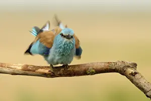 Roller: Indian Roller (Coracias benghalensis) shaking i