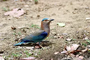 Benghalensis: Indian Roller - on ground