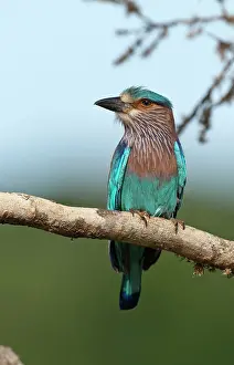 Benghalensis: Indian Roller - portrait - perched on branch