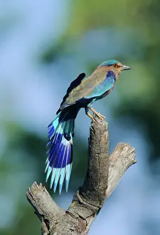 Benghalensis: Indian Roller stretching wings
