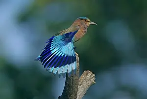 Benghalensis: Indian Roller stretching wings
