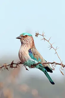 Benghalensis: Indian roller -upright posture - on thorn bush twig