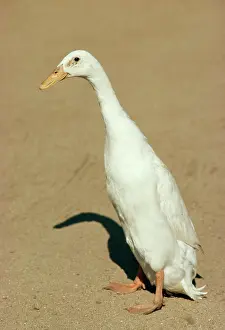 Runner: Indian Runner Duck