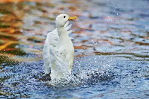 Platyrhynchos: Indian Runner duck (Anas platyrhynchos domesticus)