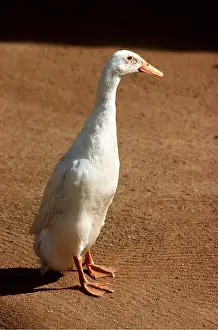 Webbed: INDIAN RUNNER DUCK - Domestic variety of Mallard