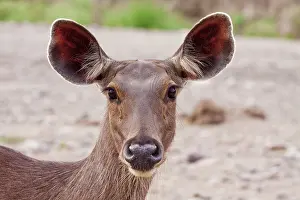 Unicolor: Indian Sambar Deer