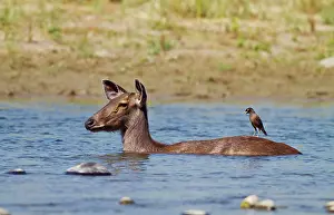 Unicolor: Indian Sambar - wading through the Ramganga River