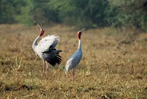 Sarus: Indian Sarus CRANE