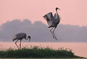Sarus: Indian Sarus Crane dancing at dusk