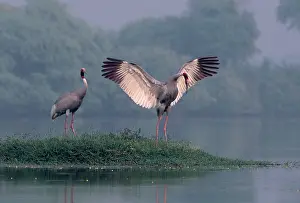 Sarus: Indian Sarus Crane dancing with wings outstretched
