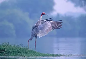 Sarus: Indian Sarus Crane flapping wings