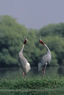 Sarus: Indian Sarus Crane giving unison call