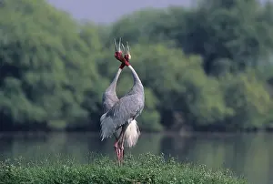 Sarus: Indian Sarus Crane giving unison call