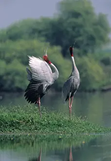 Sarus: Indian Sarus Crane giving unison call