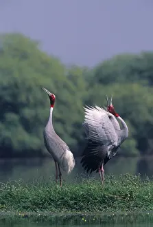 Sarus: Indian Sarus Crane giving unison call