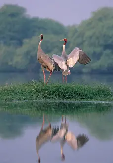 Sarus: Indian Sarus Crane - Nesting pair