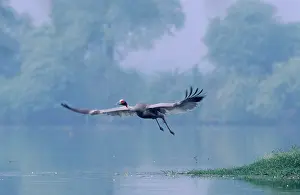 Sarus: Indian Sarus Crane - taking-off