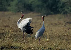 Sarus: Indian Sarus Crane - territorial display