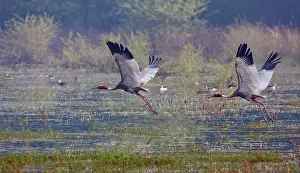 Sarus: Indian Sarus Cranes - in flight in the wetland