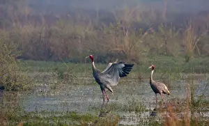 Sarus: Indian Sarus Cranes - in the wetland