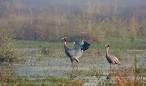 Sarus: Indian Sarus Cranes - in the wetland