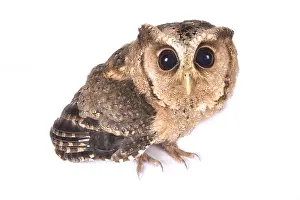 Pakistan: Indian scops owl (Otus bakkamoena) on white background