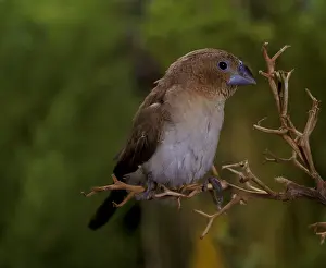 Cagebird: Indian Silverbill
