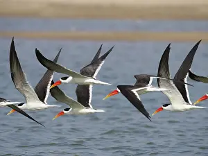 Sandbar: Indian Skimmer - flock in flight Rynchops albicollis