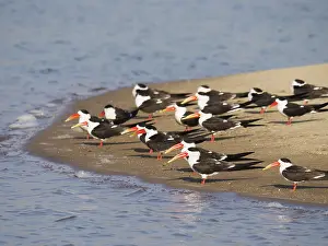 Sandbar: Indian Skimmer - flock on sandbank Rynchops albicollis