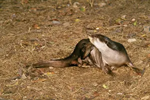 Lutrogale: Indian Smooth-coated OTTER