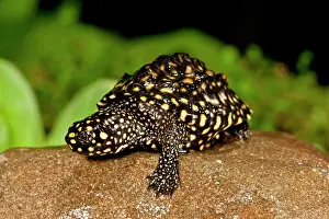 Chelonian: Indian Spotted Pond Turtle, Geoclemys hamiltonii