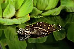 Punctata: Indian Spotted Softshell Turtle, Lisemys
