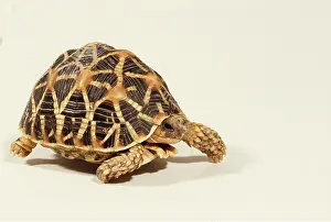 Tortoises: INDIAN STAR TORTOISE - WALKING
