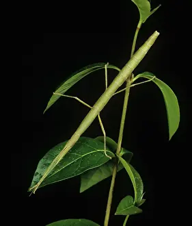 Laboratory: Indian stick insect on privet