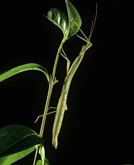 Laboratory: Indian stick insect on privet
