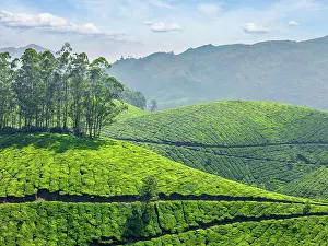 Plantations: Indian tea concept background, tea plantations