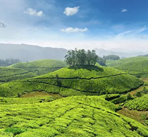 Plantations: Indian tea concept background, tea plantations