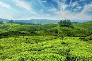 Concept: Indian tea concept background, tea plantations