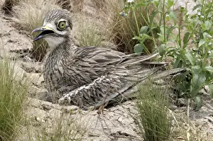 Mekong: Indian Thick-knee